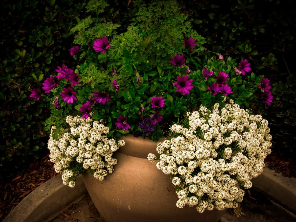 purple green and white petaled flower in brown flower pot preview