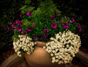 purple green and white petaled flower in brown flower pot thumbnail