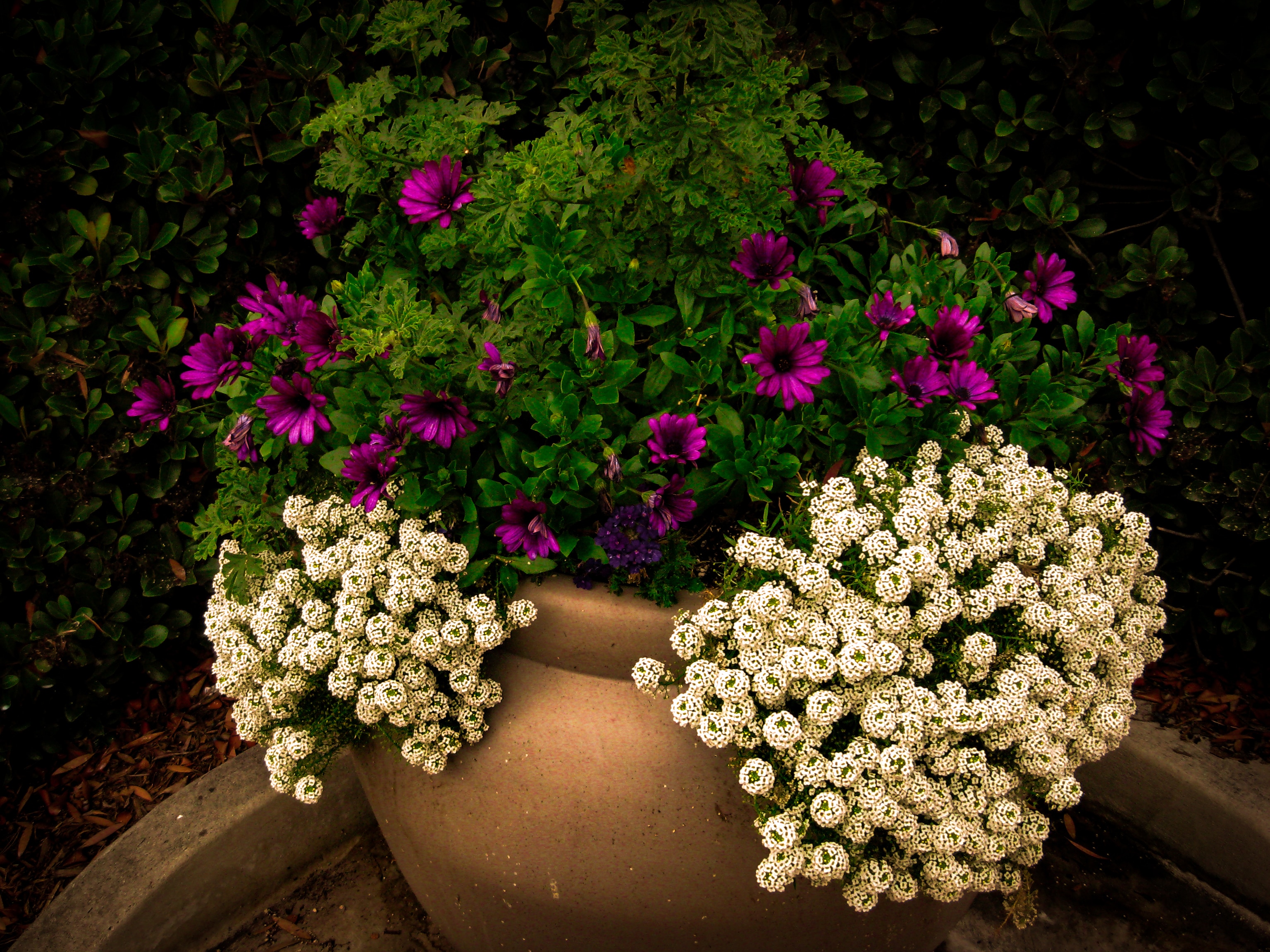 purple green and white petaled flower in brown flower pot
