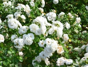 White Roses, Pink, White Rose, flower, white color thumbnail
