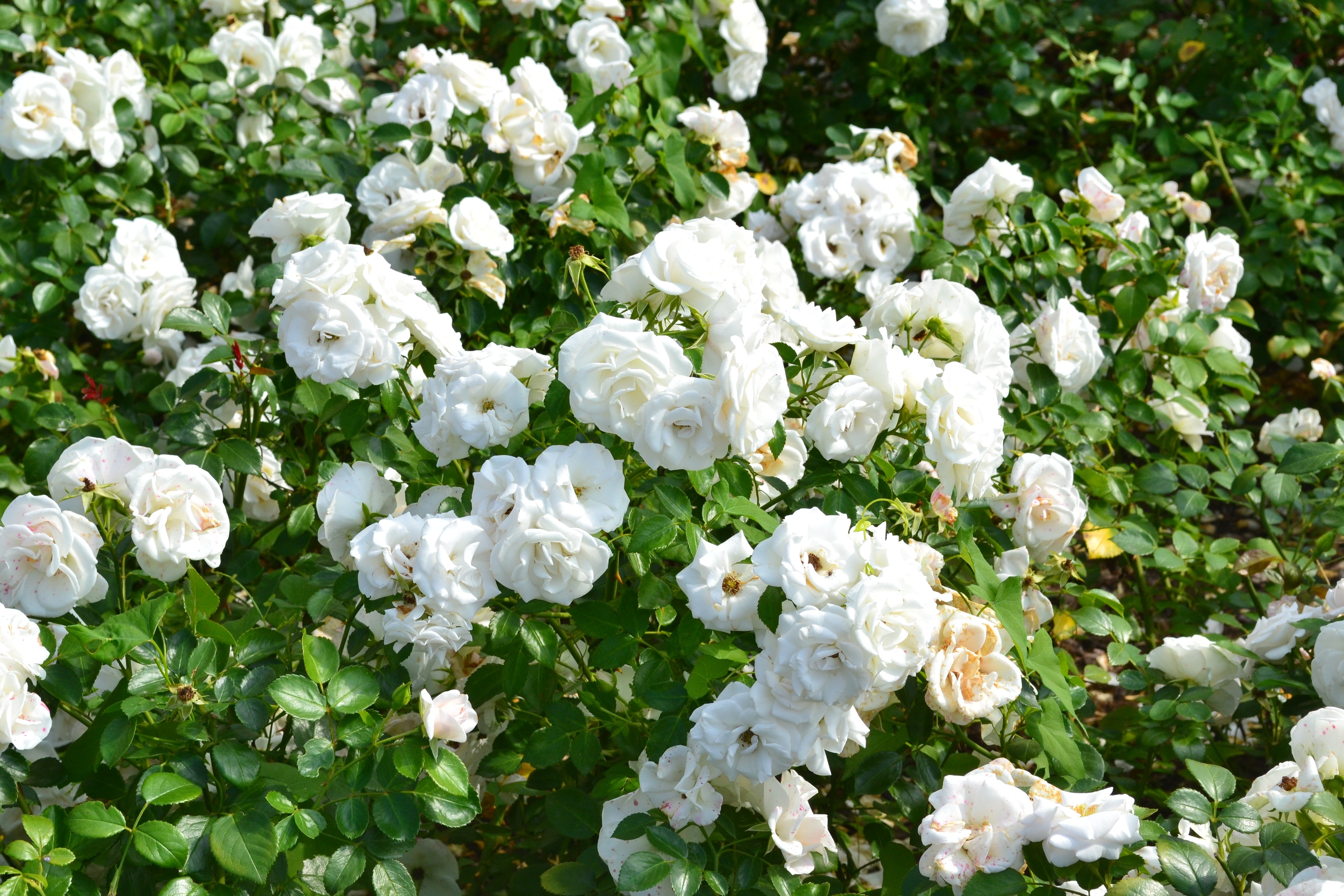 White Roses, Pink, White Rose, flower, white color