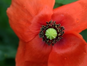 Klatschmohn, Papaver Rhoeas, Poppy, flower, petal thumbnail