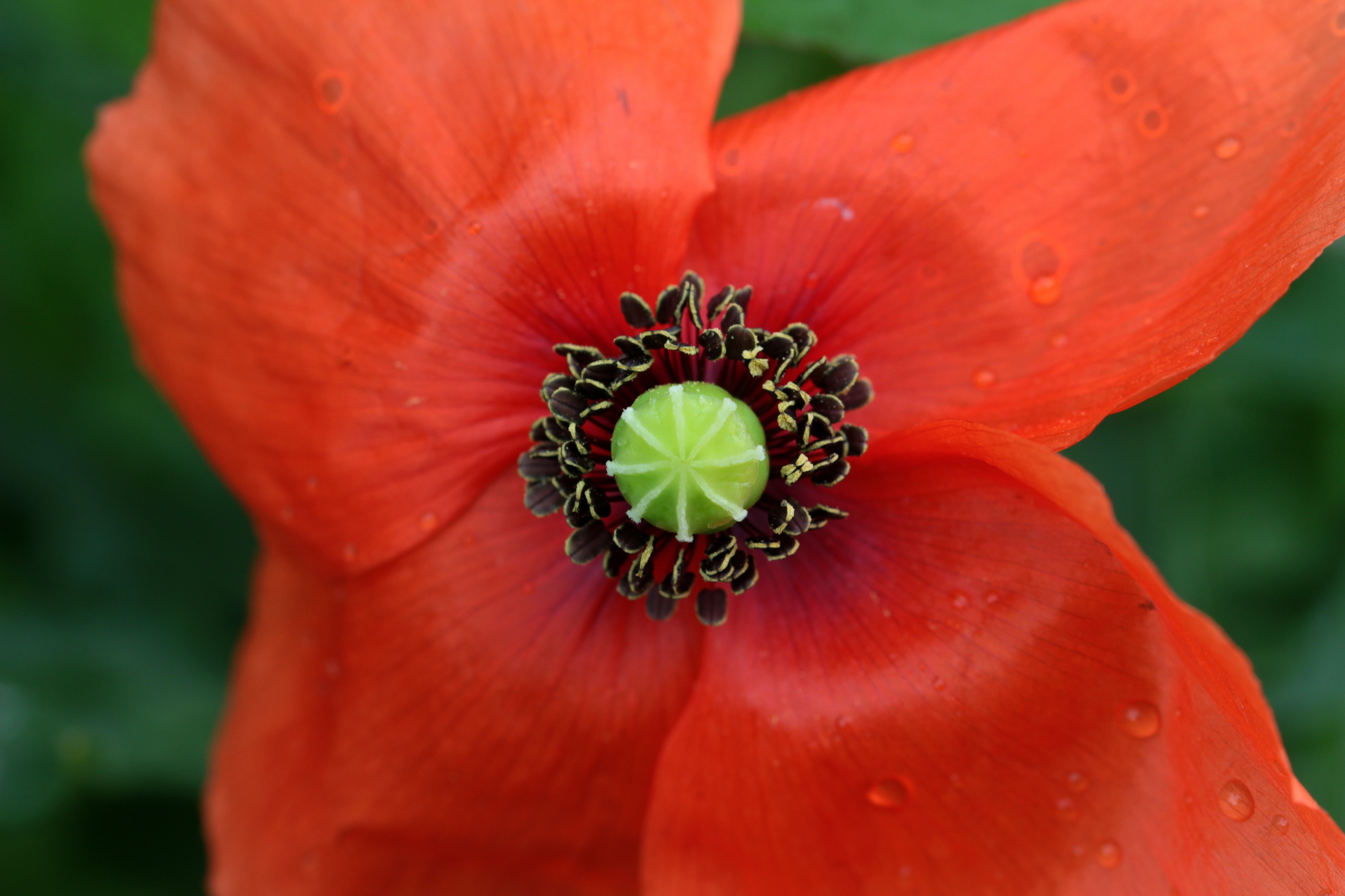 Klatschmohn, Papaver Rhoeas, Poppy, flower, petal