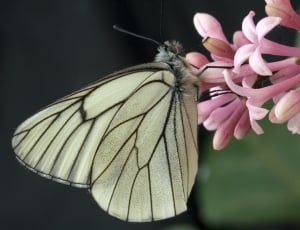 white and black butterfly and pink 5 petaled flower thumbnail