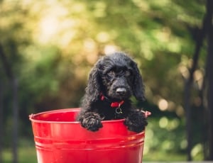 flat coated retriever puppy inside red metal bucket thumbnail