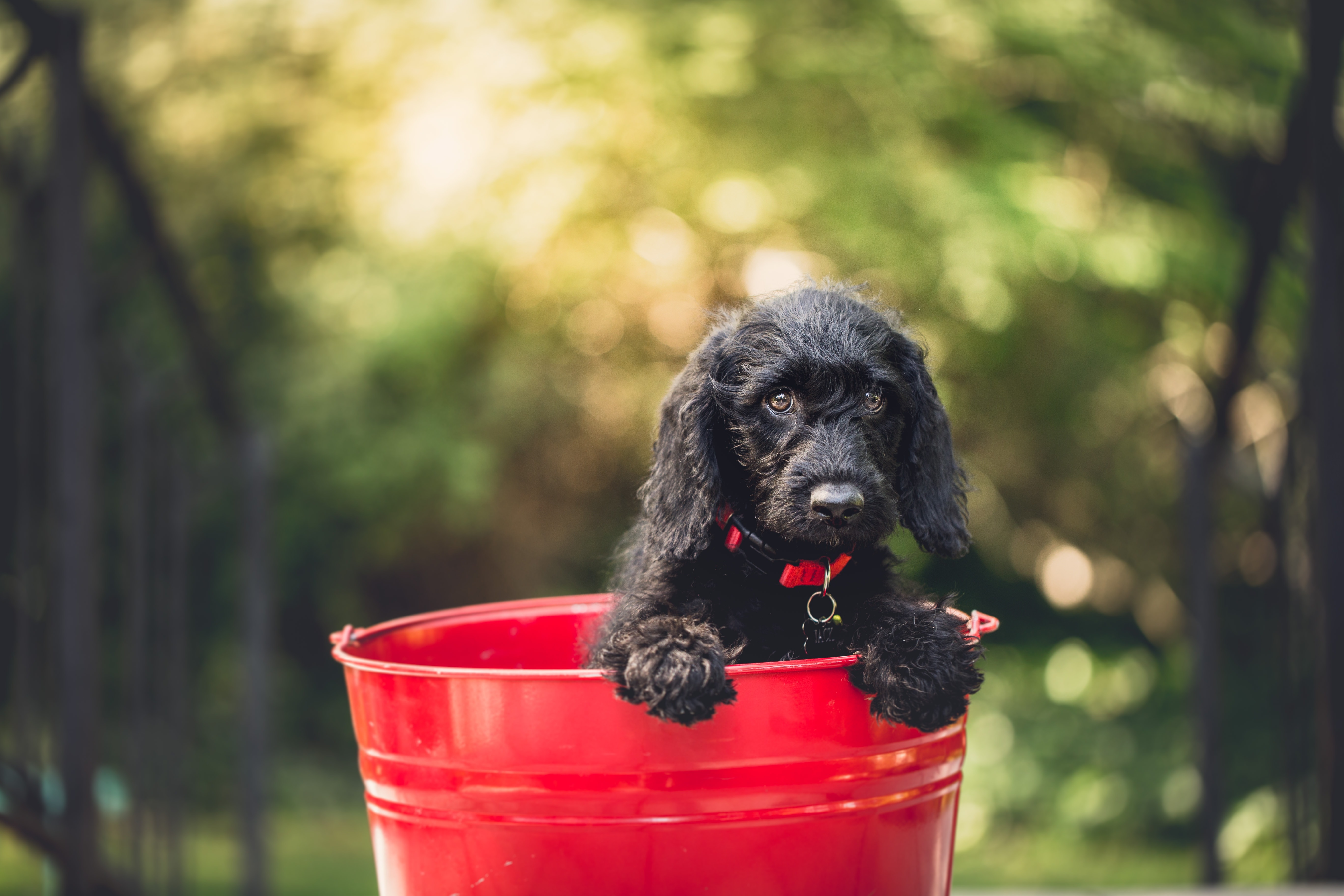 flat coated retriever puppy inside red metal bucket