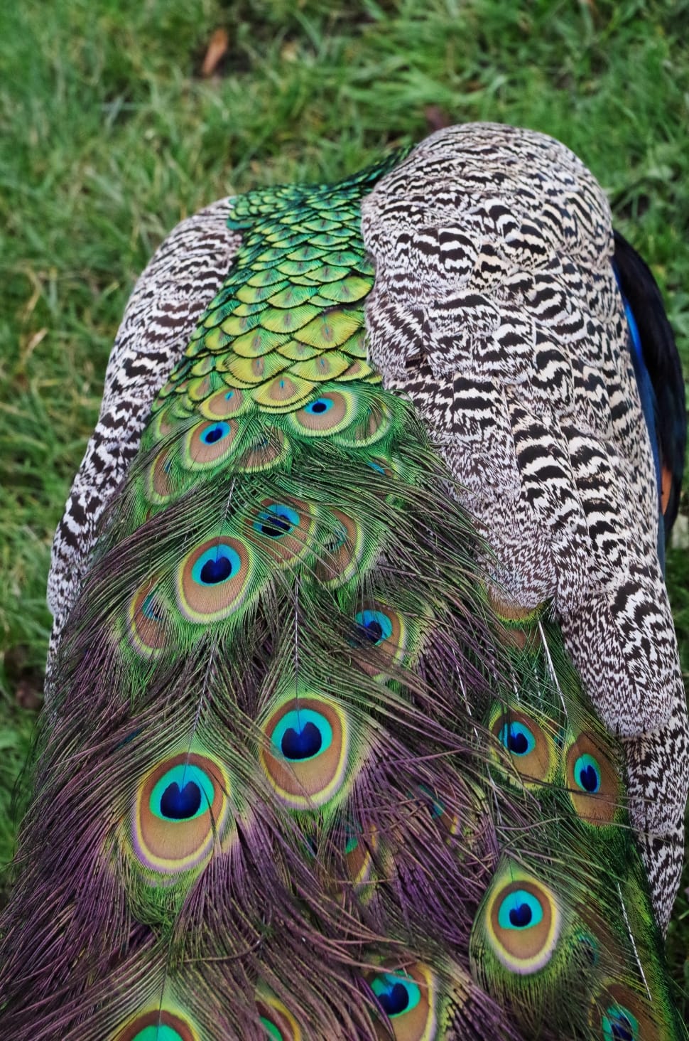 gray and green peacock preview