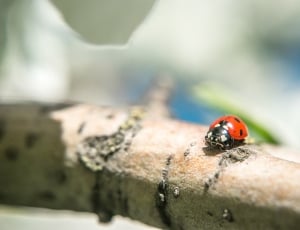 ladybug on branch thumbnail