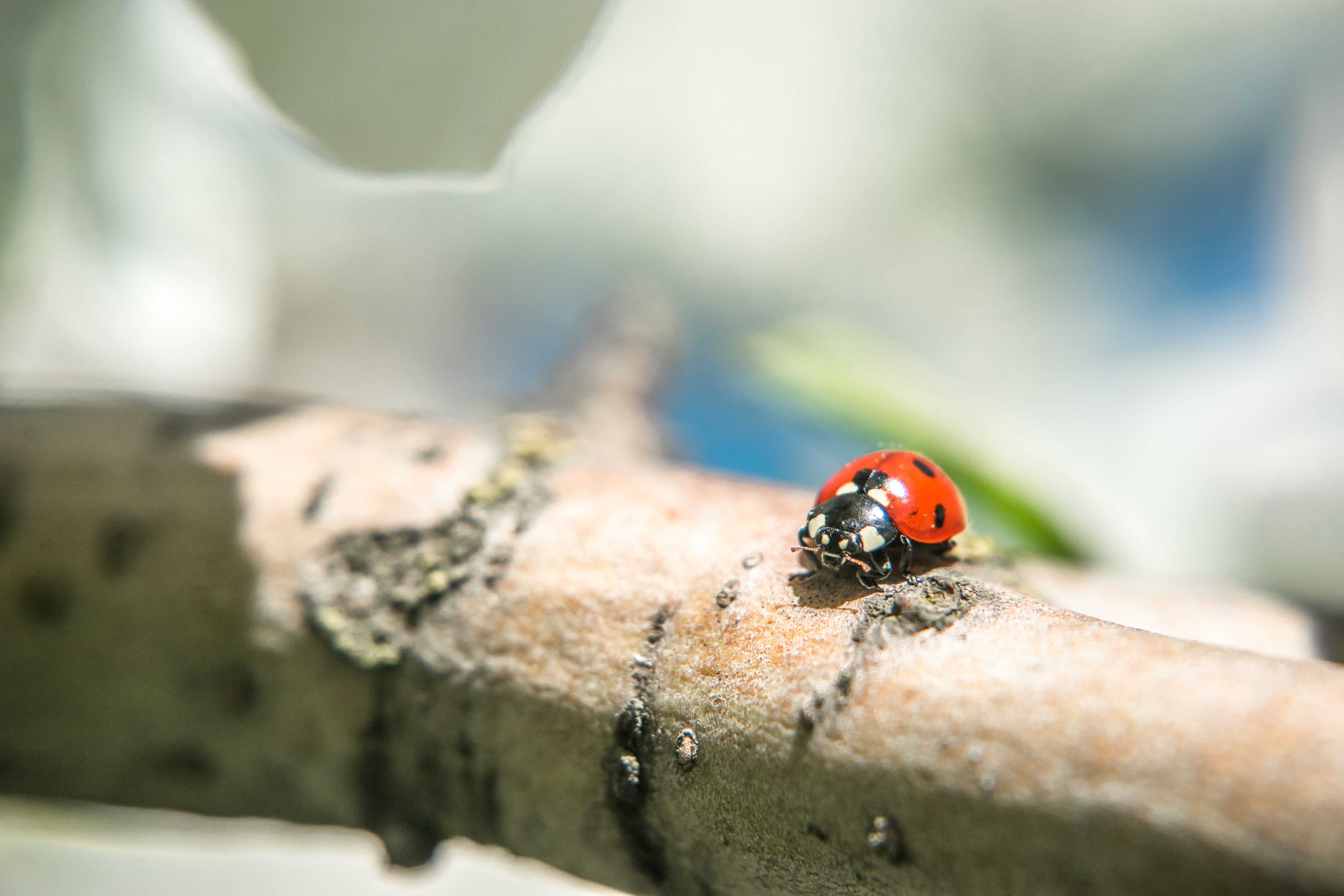 ladybug on branch