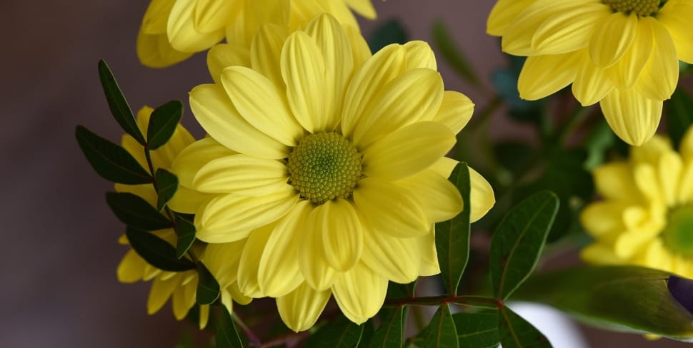 shallow focus photo of yellow flower preview