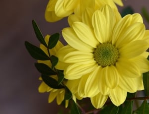 shallow focus photo of yellow flower thumbnail