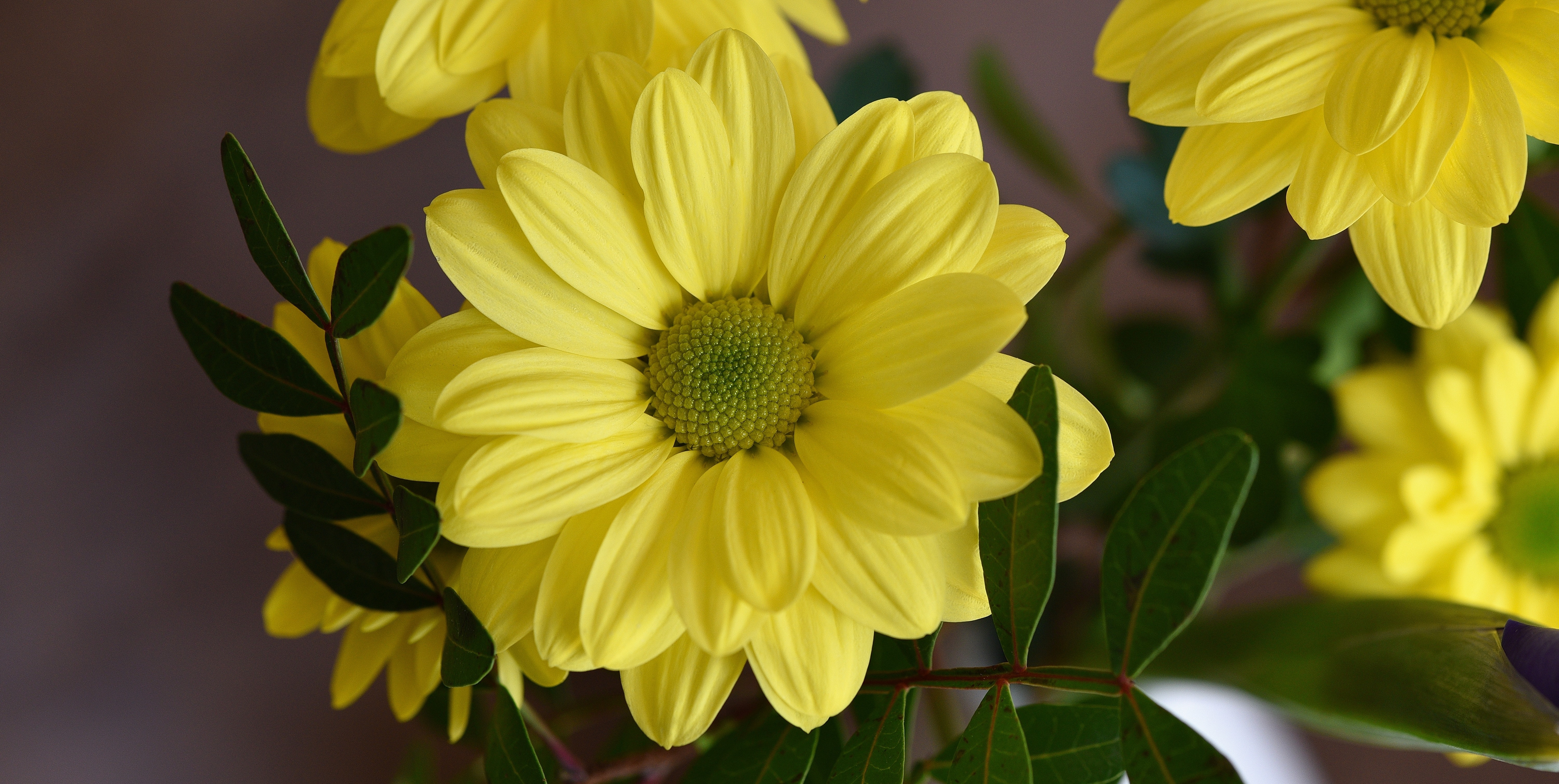 shallow focus photo of yellow flower