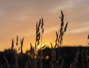 photo of plants during sunset thumbnail