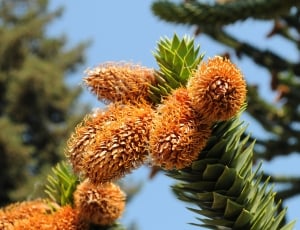Araucaria, Cones, Tree, Araucana, plant, close-up thumbnail