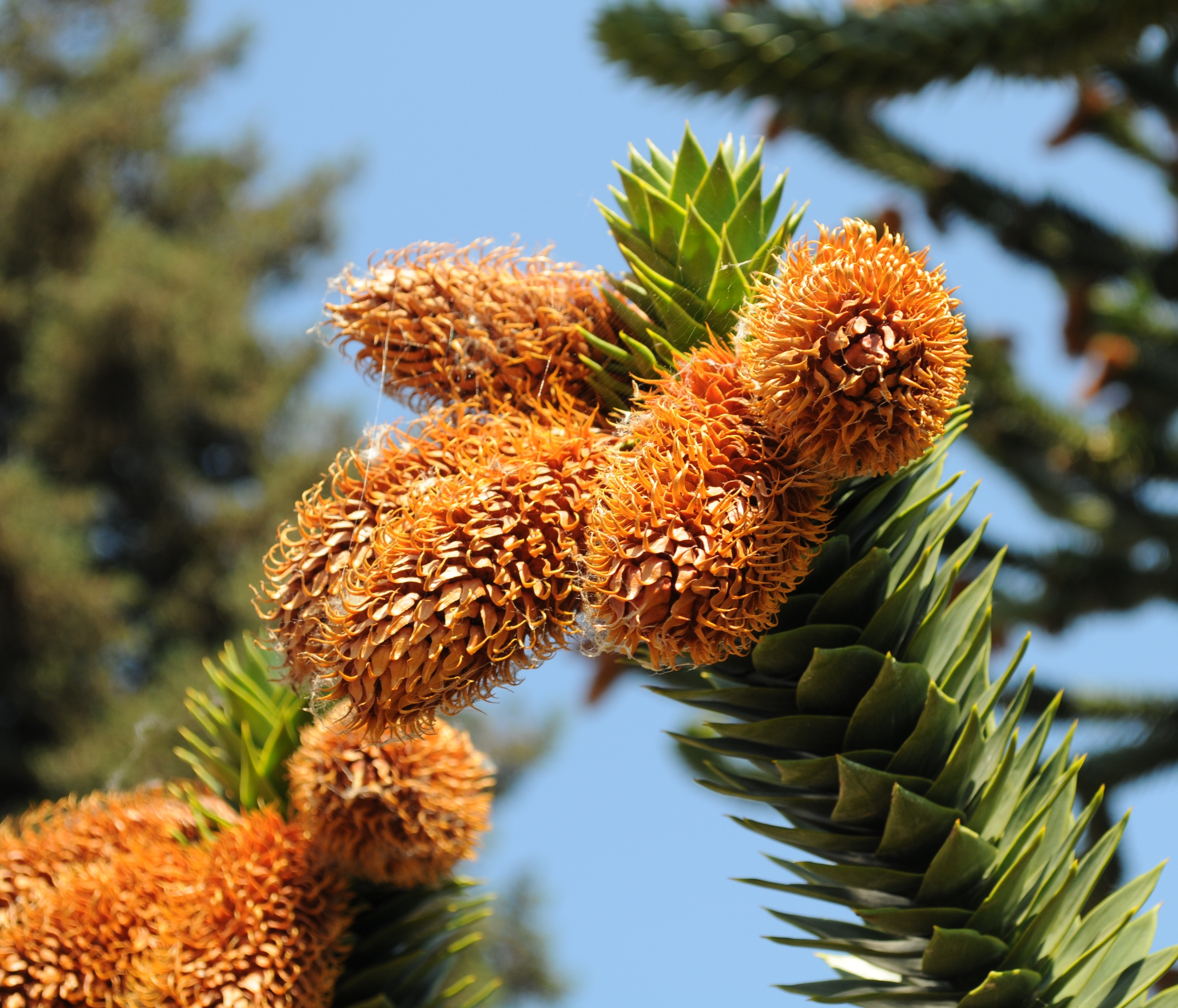 Araucaria, Cones, Tree, Araucana, plant, close-up
