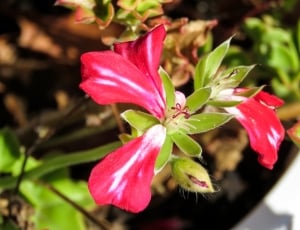 green and red broad petaled flower thumbnail