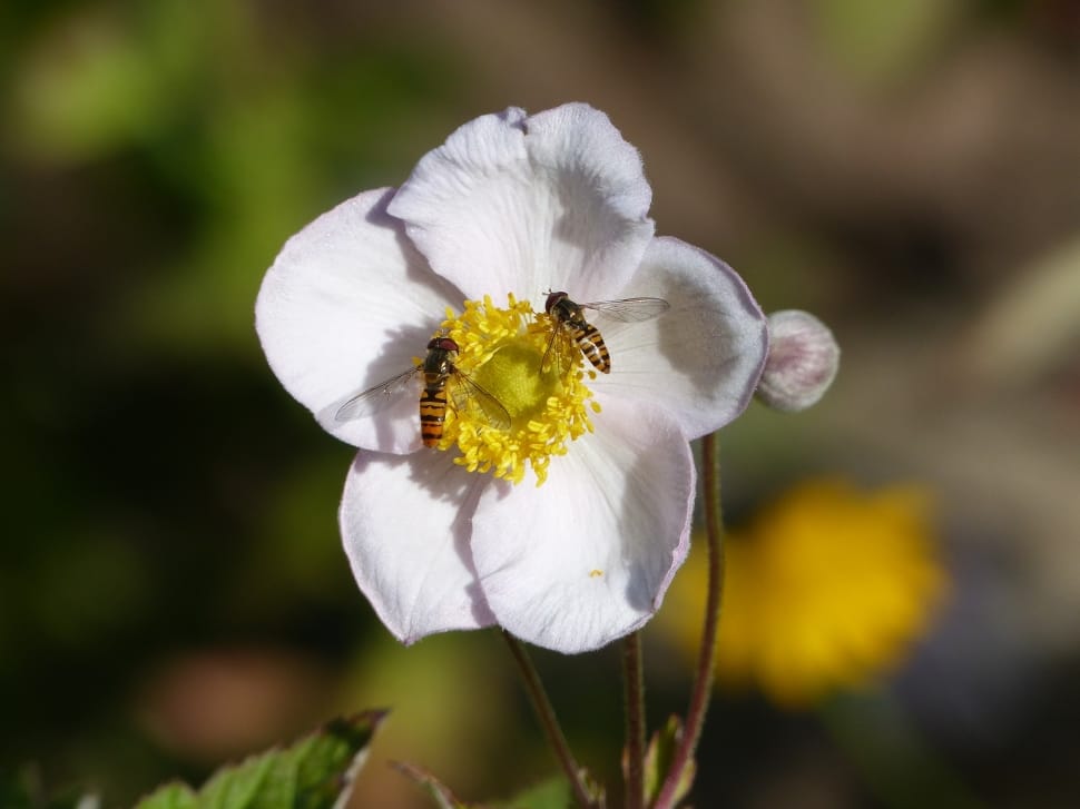close up photo of two bees on white flower preview