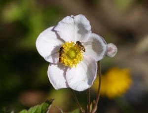 close up photo of two bees on white flower thumbnail