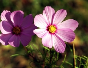2 purple flower thumbnail