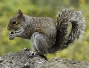 grey squirrel thumbnail