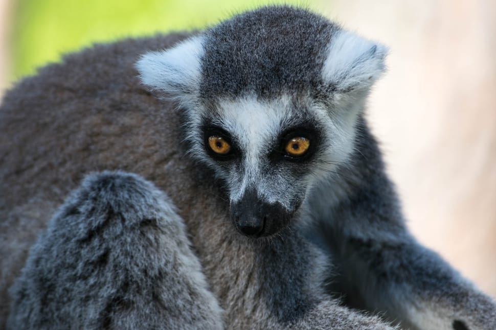 ring tailed lemur preview