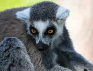 ring tailed lemur thumbnail