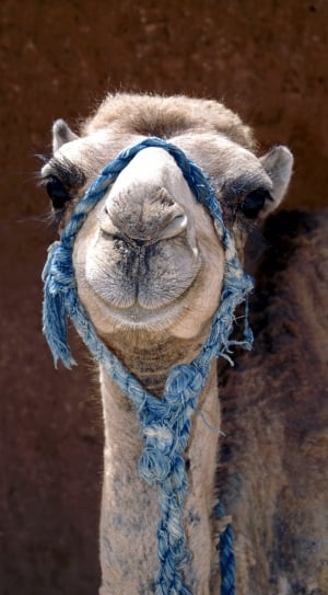 blue rope and camel head thumbnail