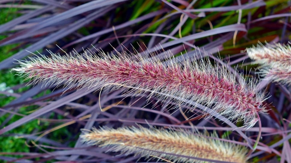 pink and brown fountain grass preview