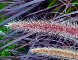 pink and brown fountain grass thumbnail