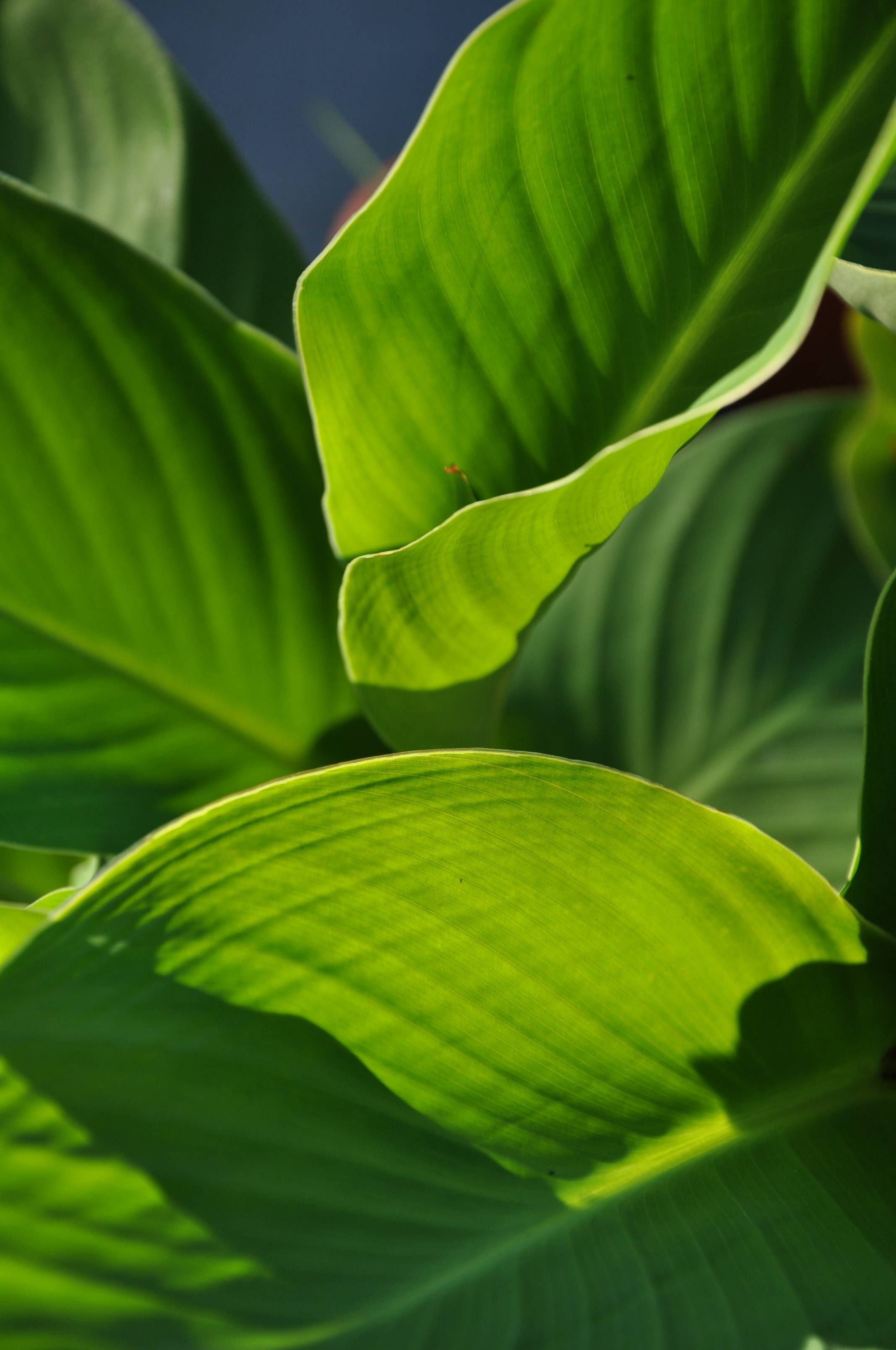 green large leaf plant