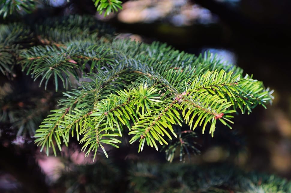 selective focus of pine tree leaf preview