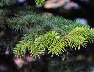 selective focus of pine tree leaf thumbnail