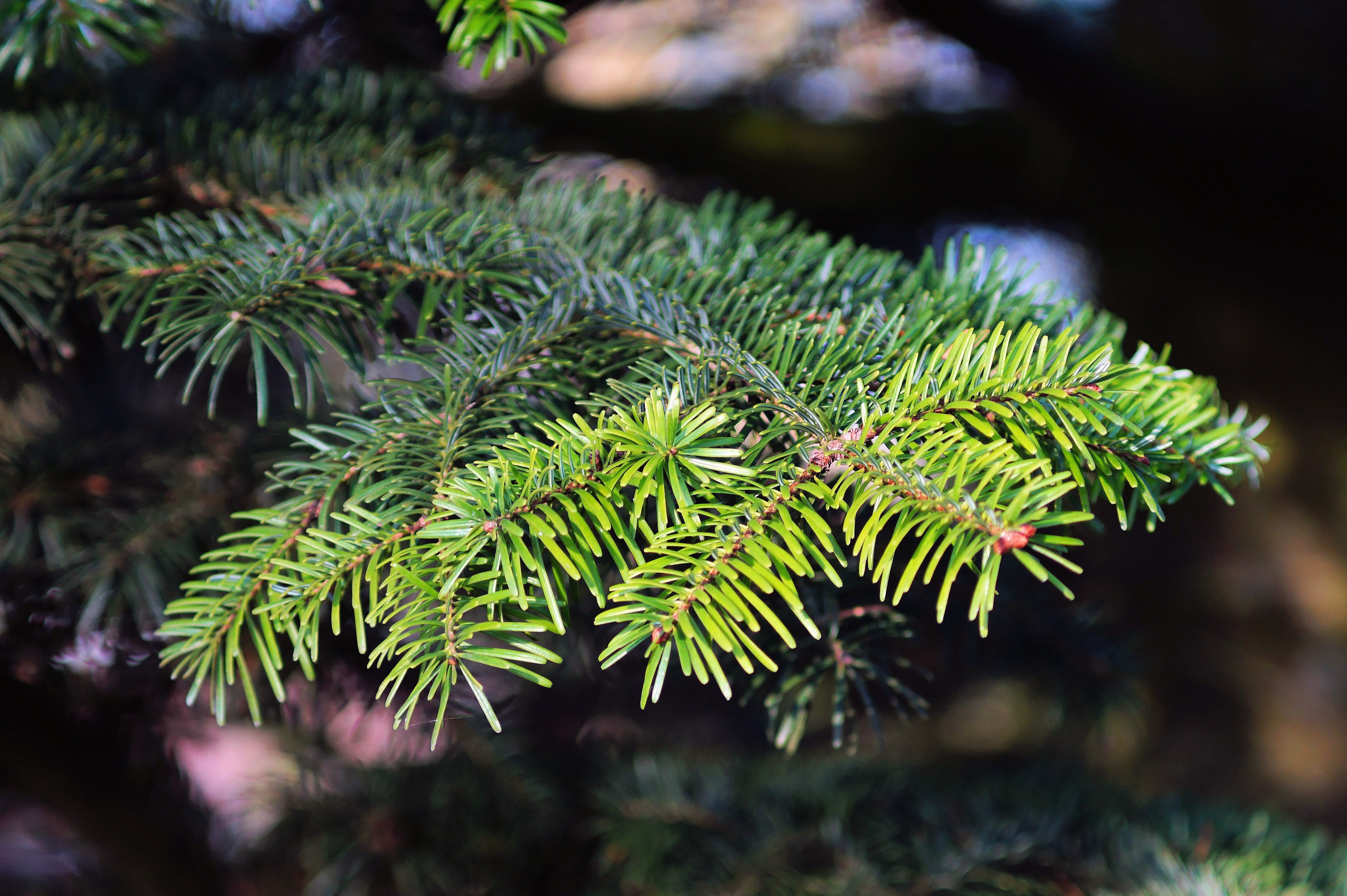 selective focus of pine tree leaf