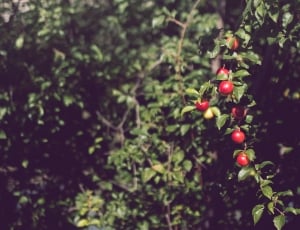 selective focus bunch of ripe apple thumbnail