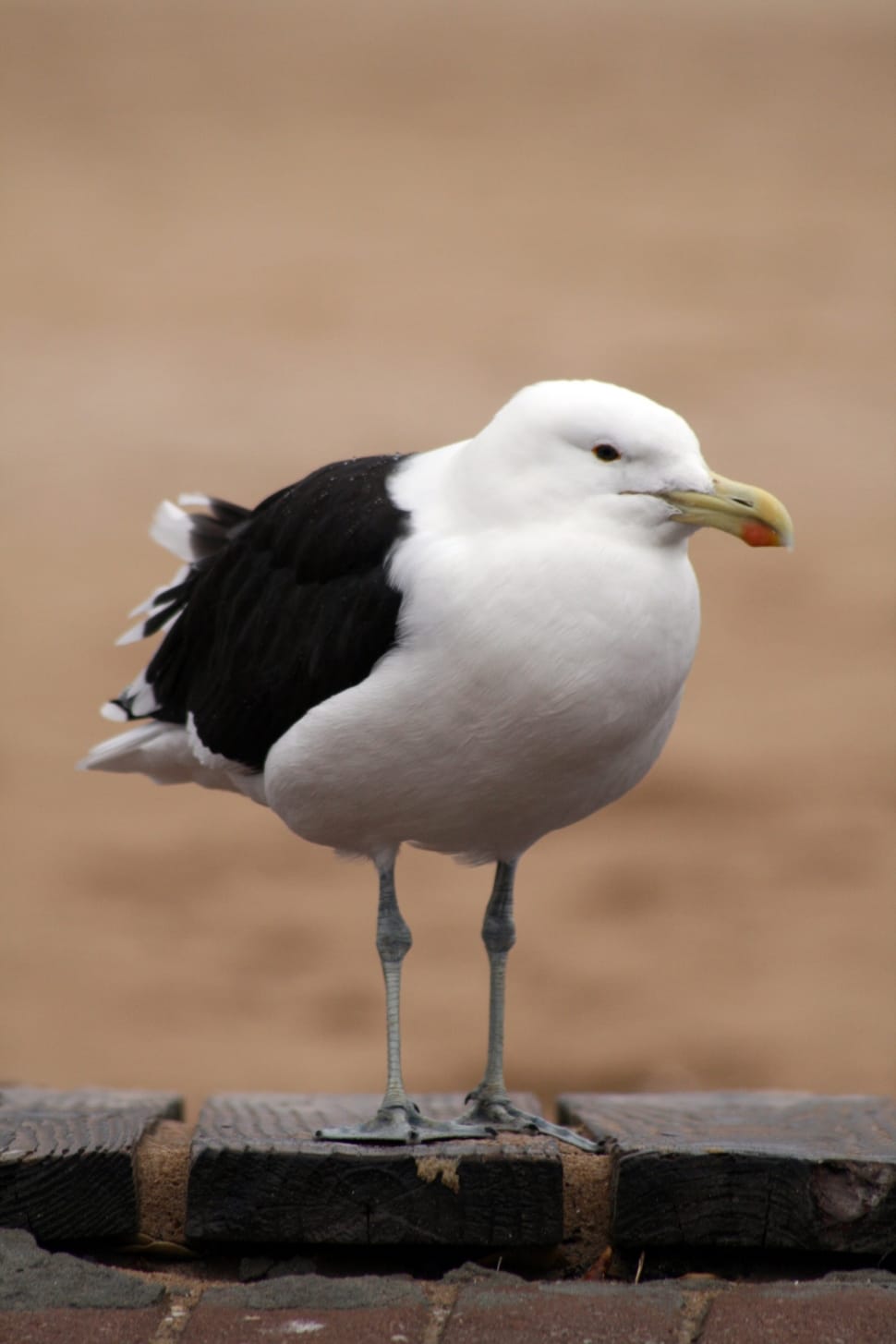 selective photography of white and black gull bird at daytime preview