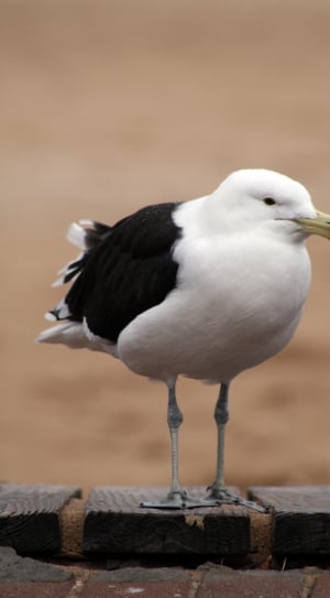selective photography of white and black gull bird at daytime thumbnail