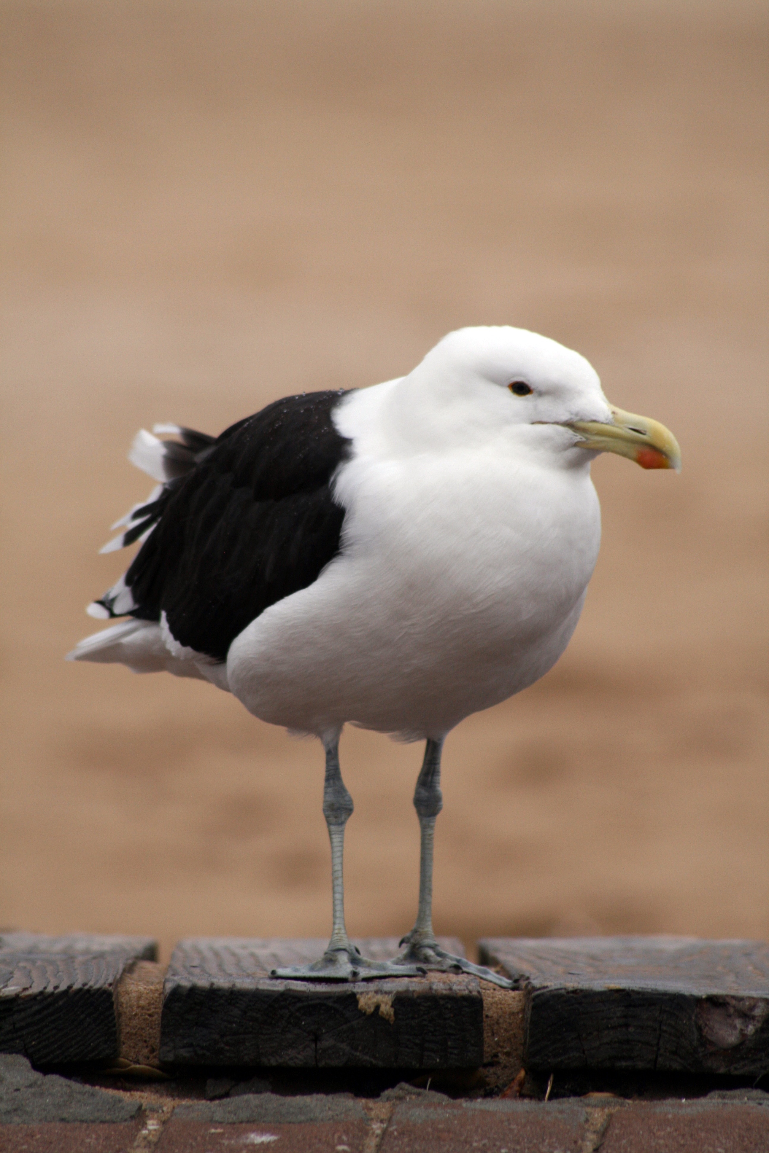 selective photography of white and black gull bird at daytime