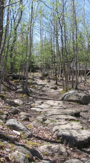 Landscape, Acadia National Park, Maine, forest, tree thumbnail
