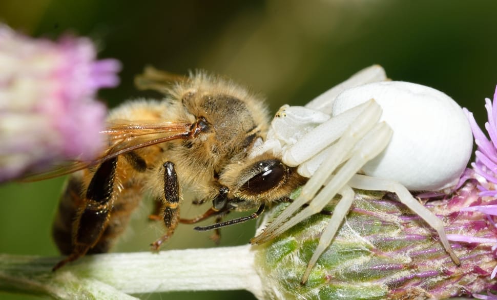 honey bee and white crab spider preview