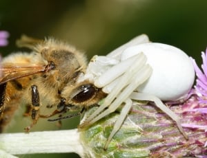 honey bee and white crab spider thumbnail