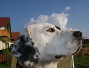 white and black short coated dog thumbnail