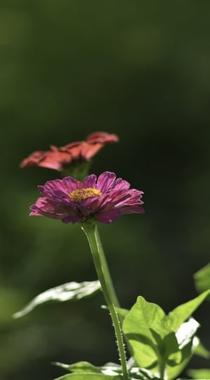 purple petaled flower in selective focus photography thumbnail