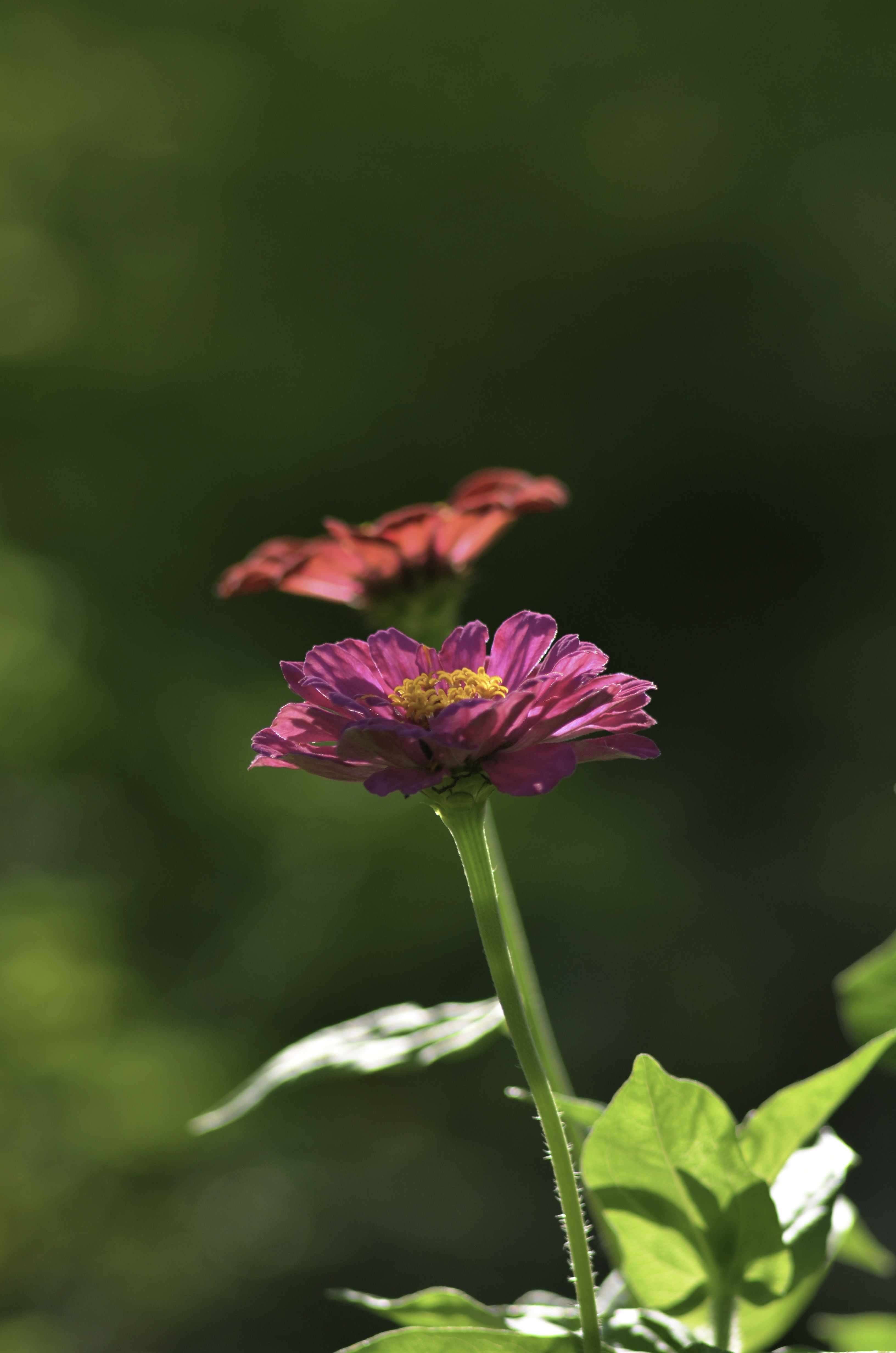 purple petaled flower in selective focus photography