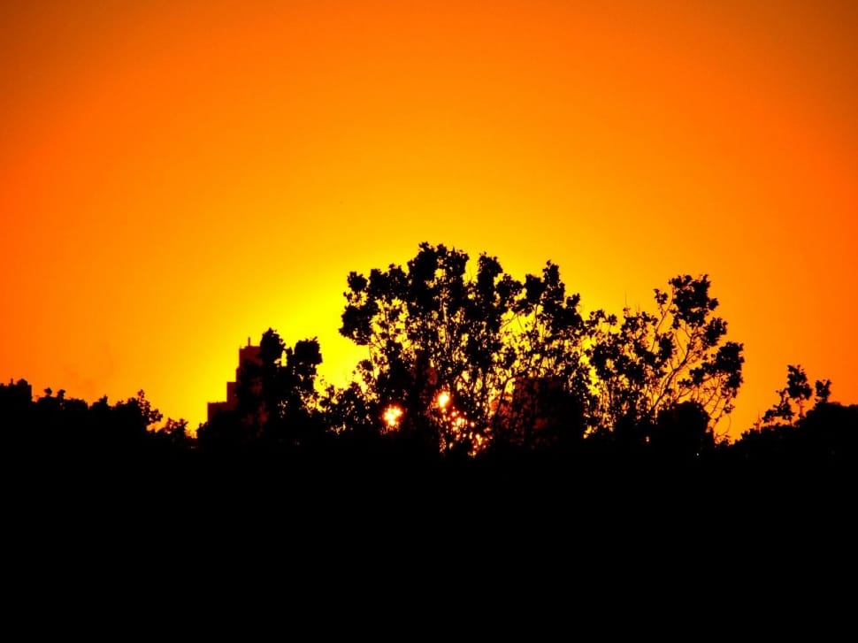 Silhouette photography of trees during golden hour preview