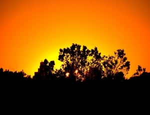 Silhouette photography of trees during golden hour thumbnail