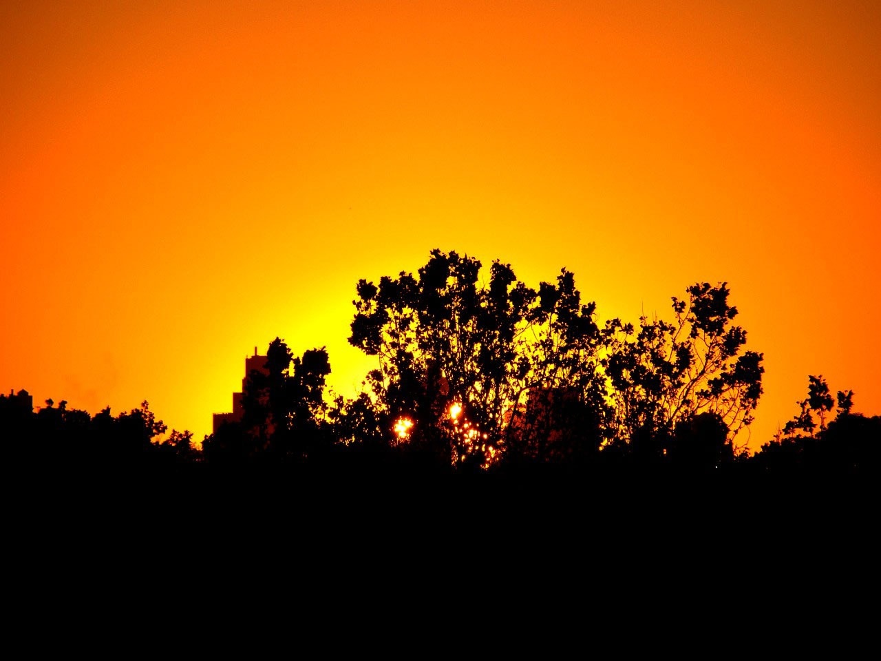 Silhouette photography of trees during golden hour