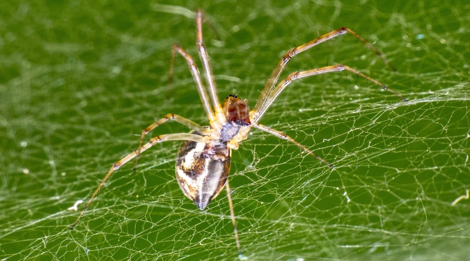 brown orb weaver spider preview
