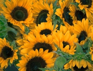 yellow sunflower bouquet free image | Peakpx