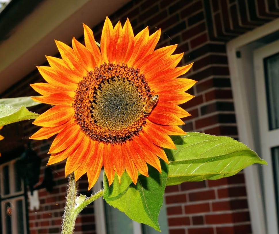 orange sunflower preview
