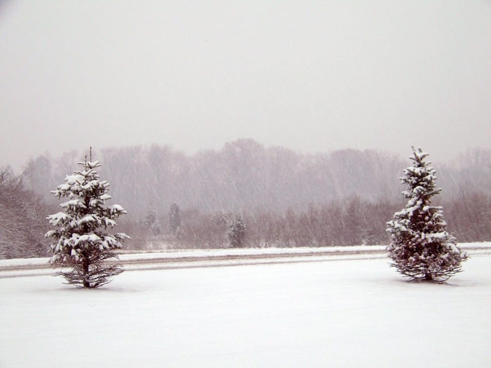 two trees on snowy field during winter preview